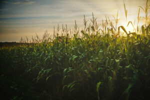 small business programs and resources for iowa agriculture firms cornfield corn